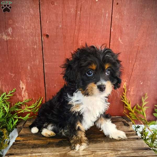 Theo, Cavapoo Puppy